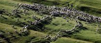 "Els camins ramaders com a elements patrimonials. El Camí de Cerdanya (Vallès Occidental – Cerdanya)"
