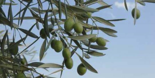 Les oliveres seran la temàtica principal de la jornada.