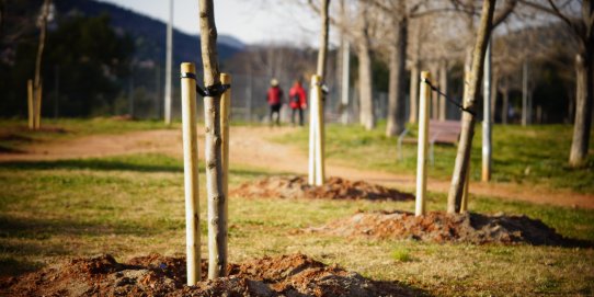 Imatge d'alguns dels arbres que s'han plantat aquest gener de 2021 a Castellar.