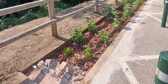 Imatge de la franja de bioretenció al pàrquing de la ronda de Llevant.