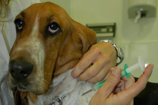 Implantació d'un xip a un animal domèstic