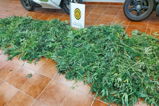 Imatge del comís de marihuana practicat en un garatge particular del nucli urbà.