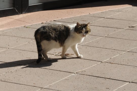 Un gat a la via pública