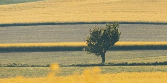 Fragment de la coberta del llibre.