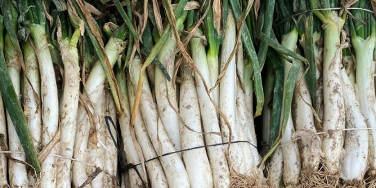 Calçots.