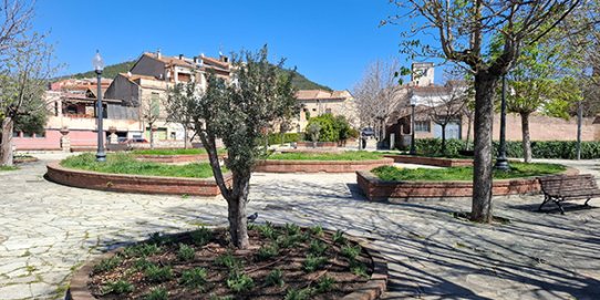 Una de les oliveres de la plaça Major.