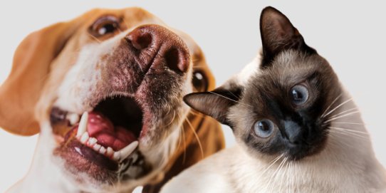 La marxa és oberta a tots els públics, amb amb animals o sense.