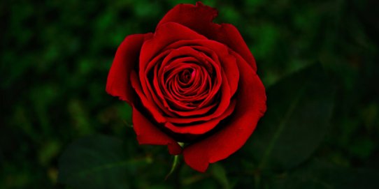 Imatge de Sant Jordi 2026.