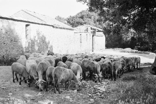 Foto: Ramon Llinares, 1966 (Arxiu Ramon Llinares).